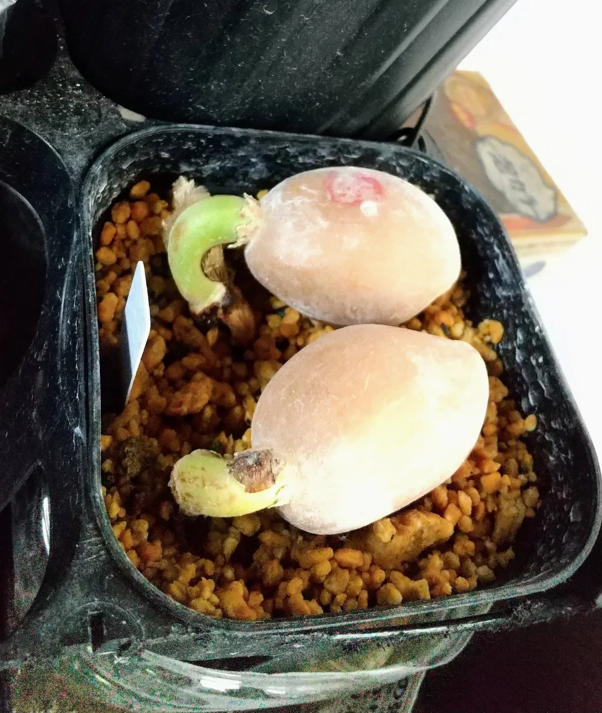 Dioon spinulosum (ディオーン スピヌロサム)