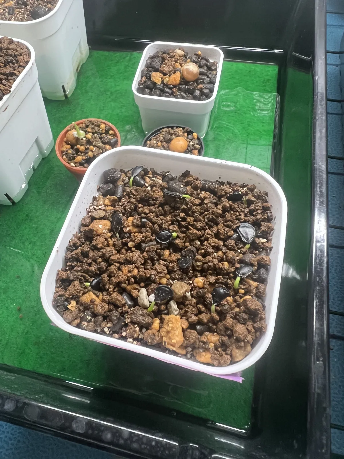 Agave parryi var. huachucensis 'Wakefield' (アガベ パリー ウェイクフィールド)