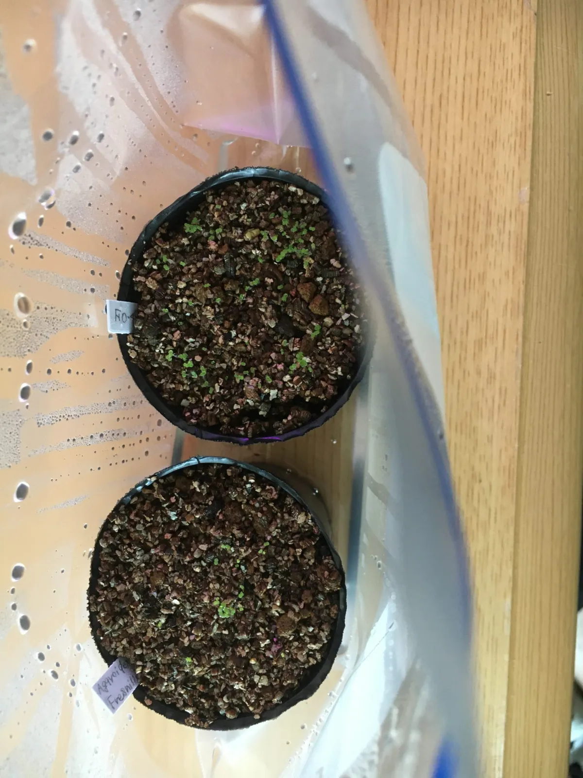 Echeveria agavoides var. agavoides Fresnillo Zacatecas (エケベリア アガボイデス フレスニーヨ サカテカス)