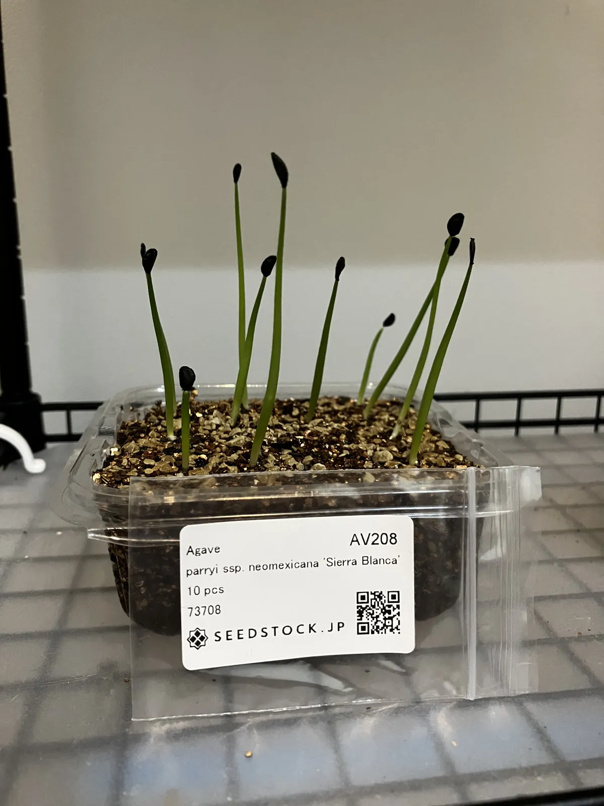 Agave parryi ssp. neomexicana 'Sierra Blanca' (アガベ ネオメキシカーナ シエラブランカ)