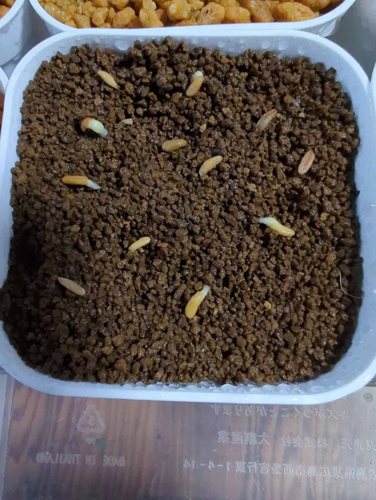 Pachypodium rosulatum subsp. makayense (パキポディウム マカイエンセ)