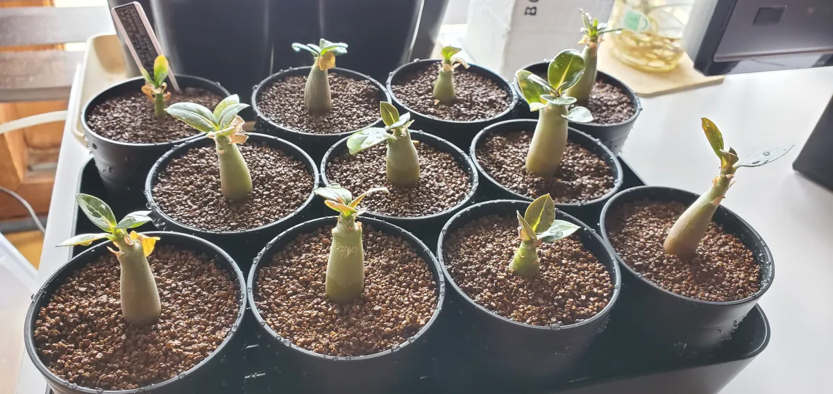 Adenium arabicum (アデニウム アラビカム イエメン)