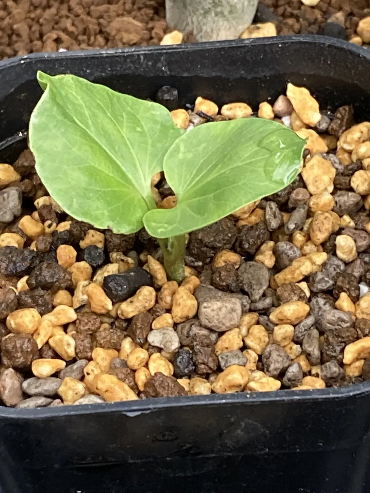 Cyphostemma laza (キフォステンマ ラザ)