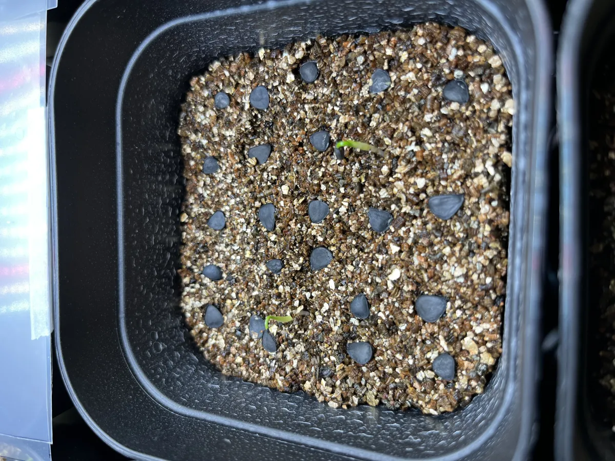 Yucca thompsoniana (ユッカ トンプソニアーナ)