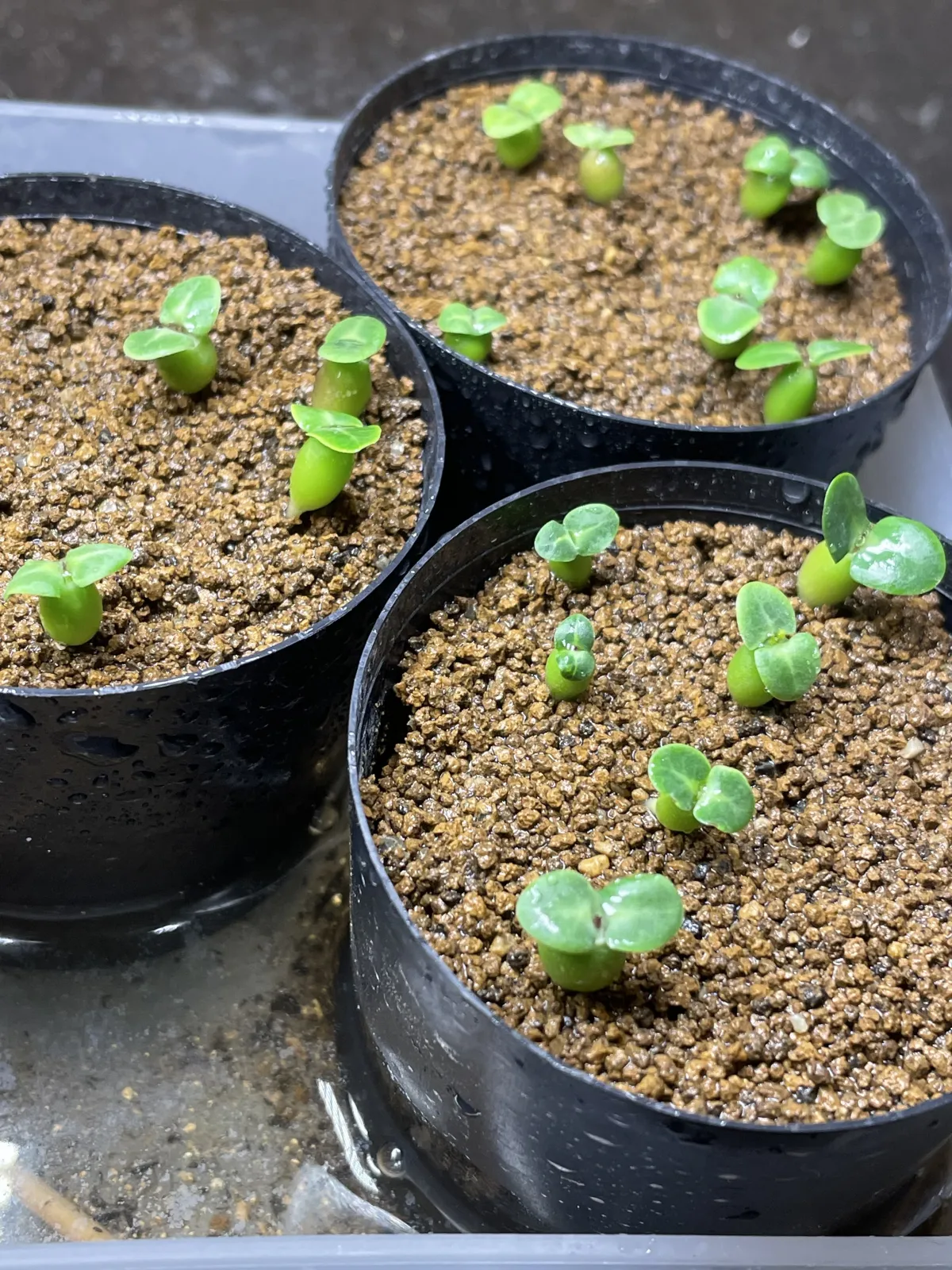 Pachypodium bispinosum (パキポディウム ビスピノーサム)