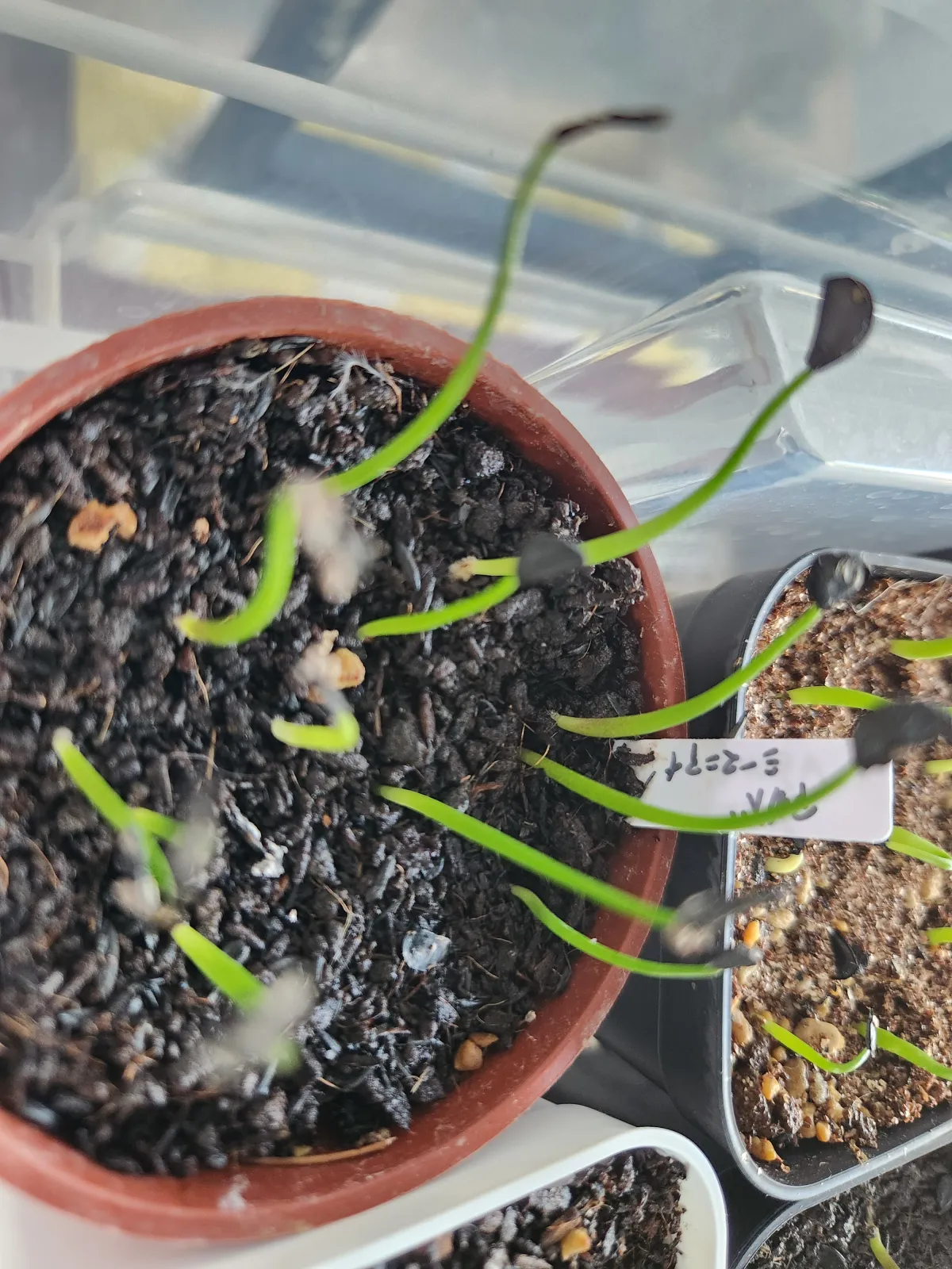 Agave seemanniana (アガベ シーマニアナ)