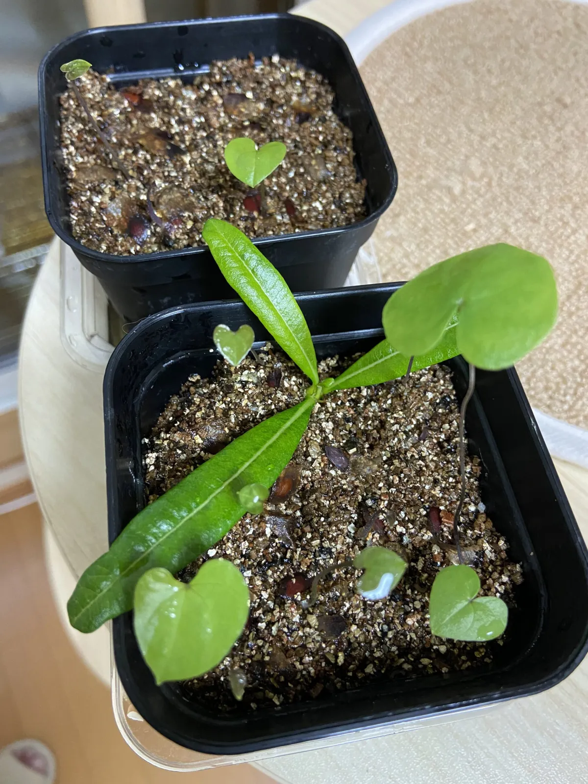 Dioscorea elephantipes (ディオスコレア エレファンティペス アフリカ亀甲竜)