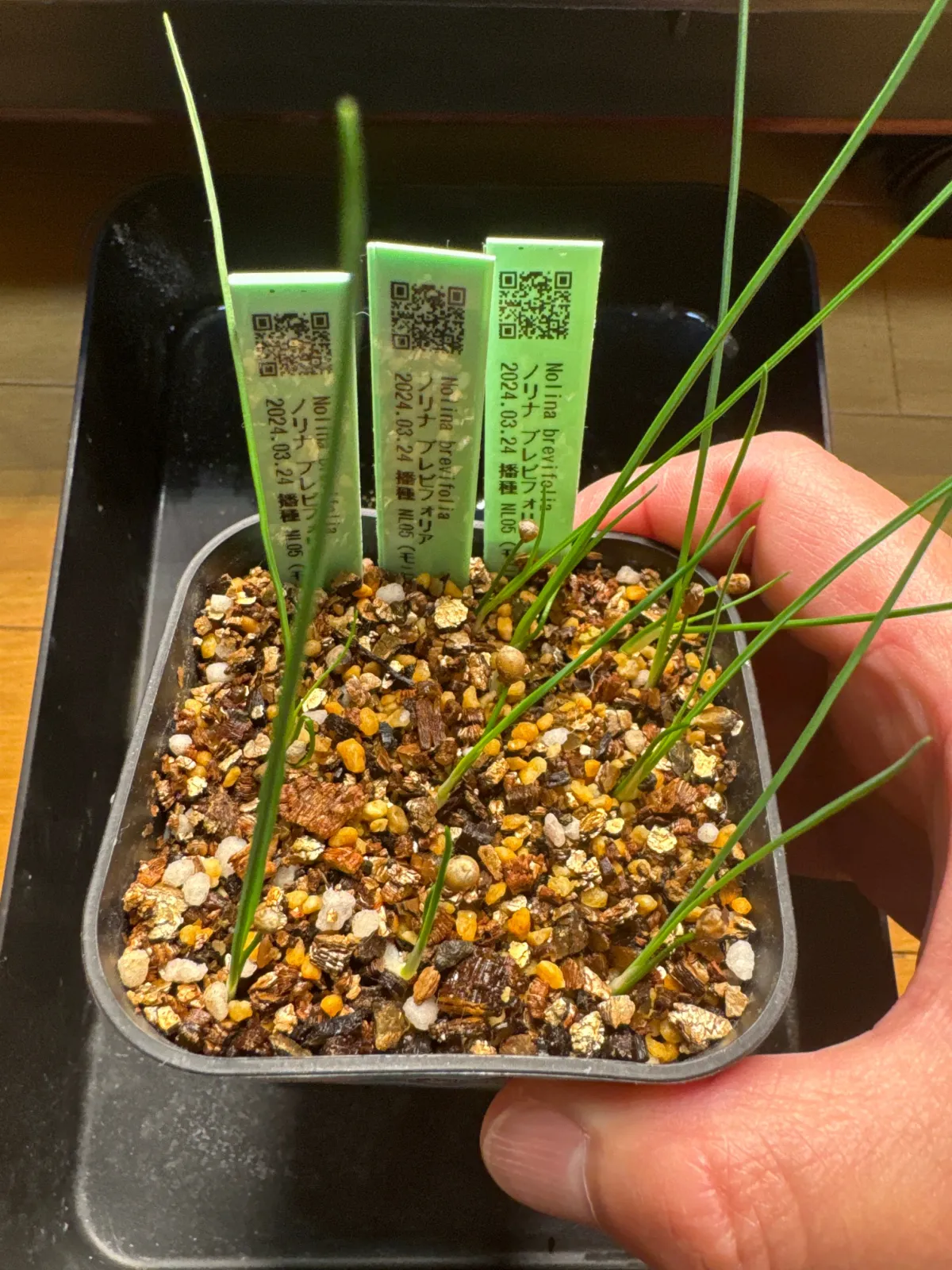 Nolina brevifolia (ノリナ ブレビフォリア)