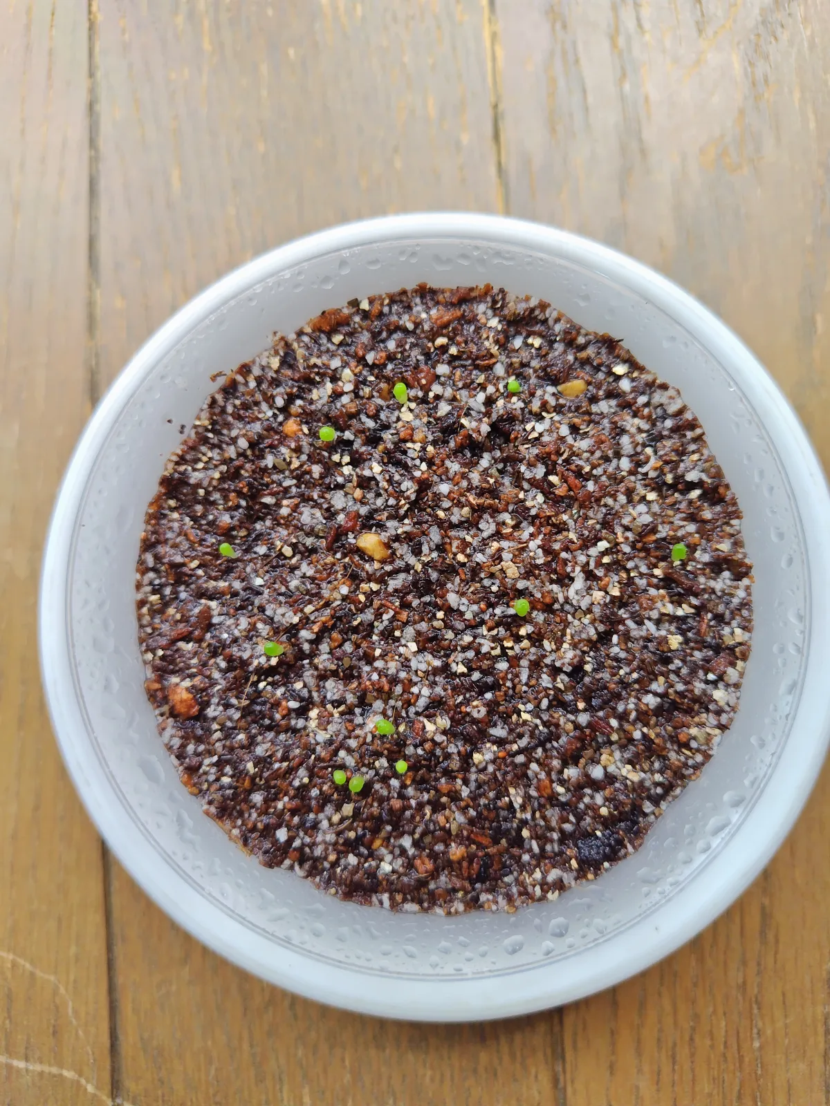 Mammillaria hahniana (マミラリア ハニアナ 玉翁)