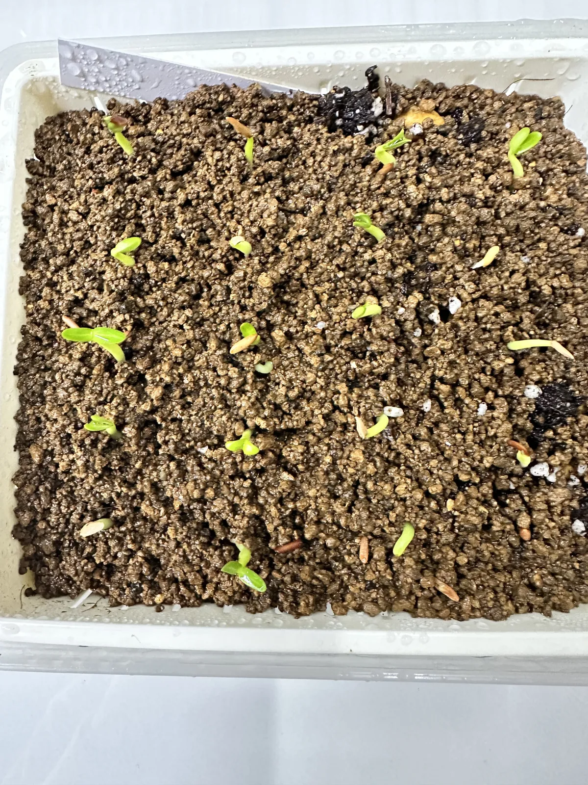 Pachypodium rosulatum var. gracilius (パキポディウム グラキリス)