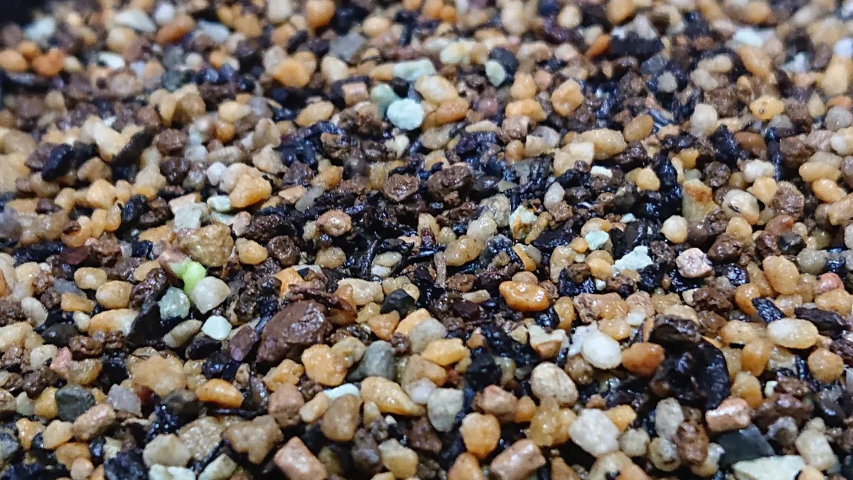 Euphorbia stellata (ユーフォルビア ステラータ 飛竜)