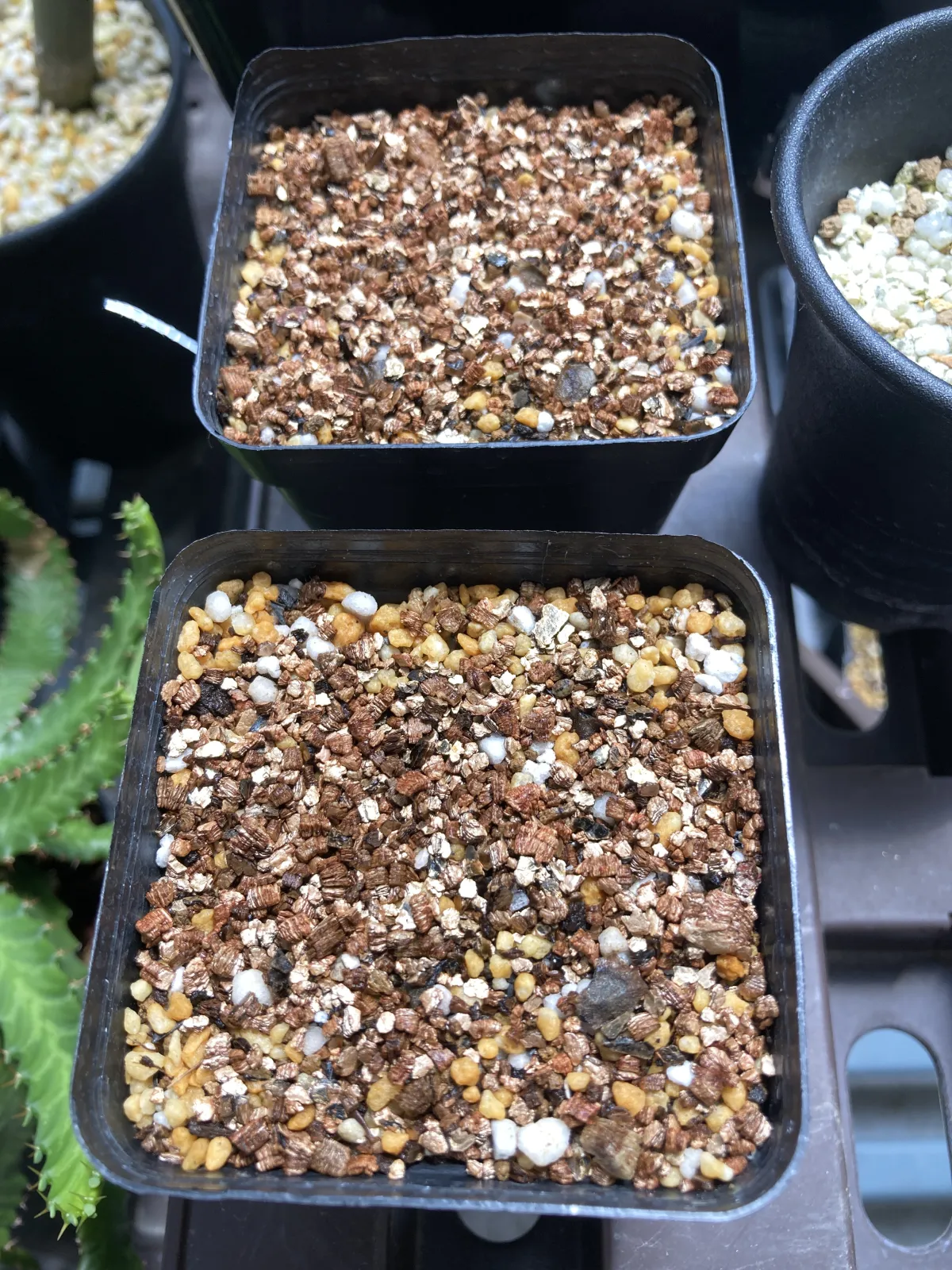 Aloidendron barberae (アロエ バルベラエ)