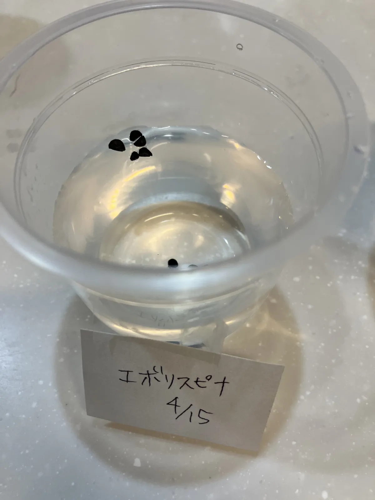 Agave utahensis var. eborispina (アガベ エボリスピナ)