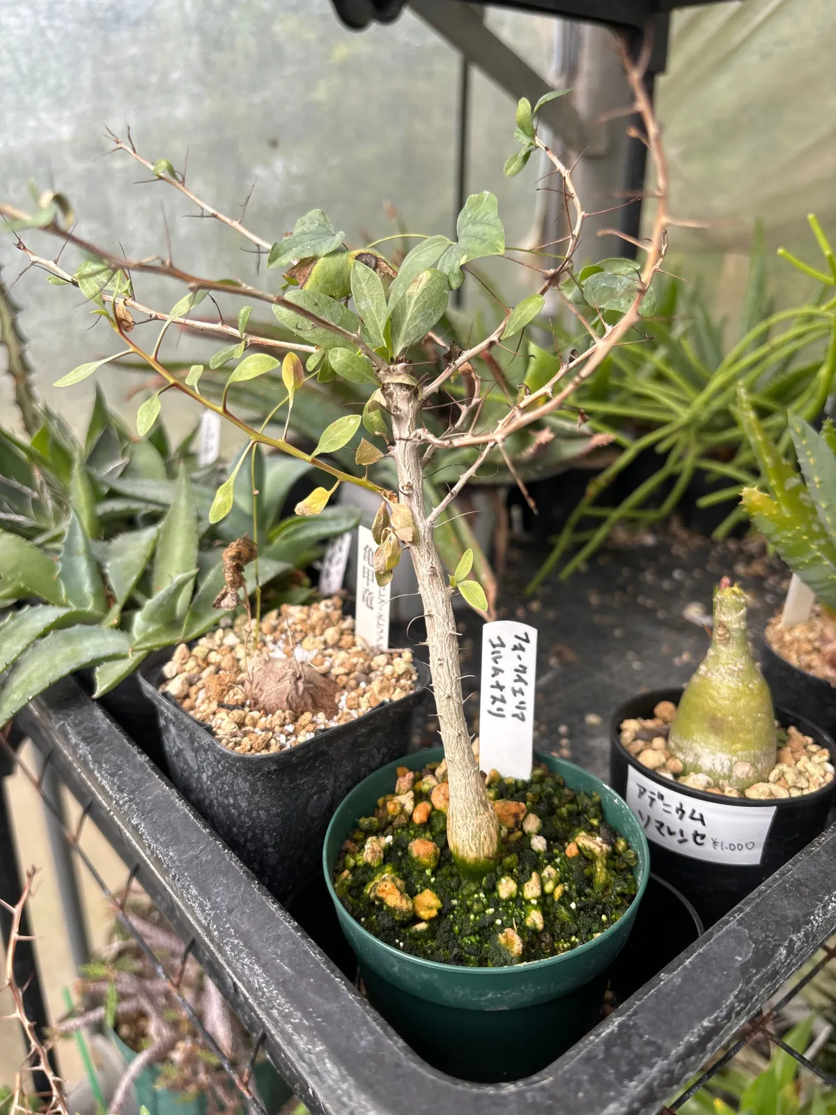 Fouquieria columnaris (フォークイエリア コルムナリス 観峰玉)