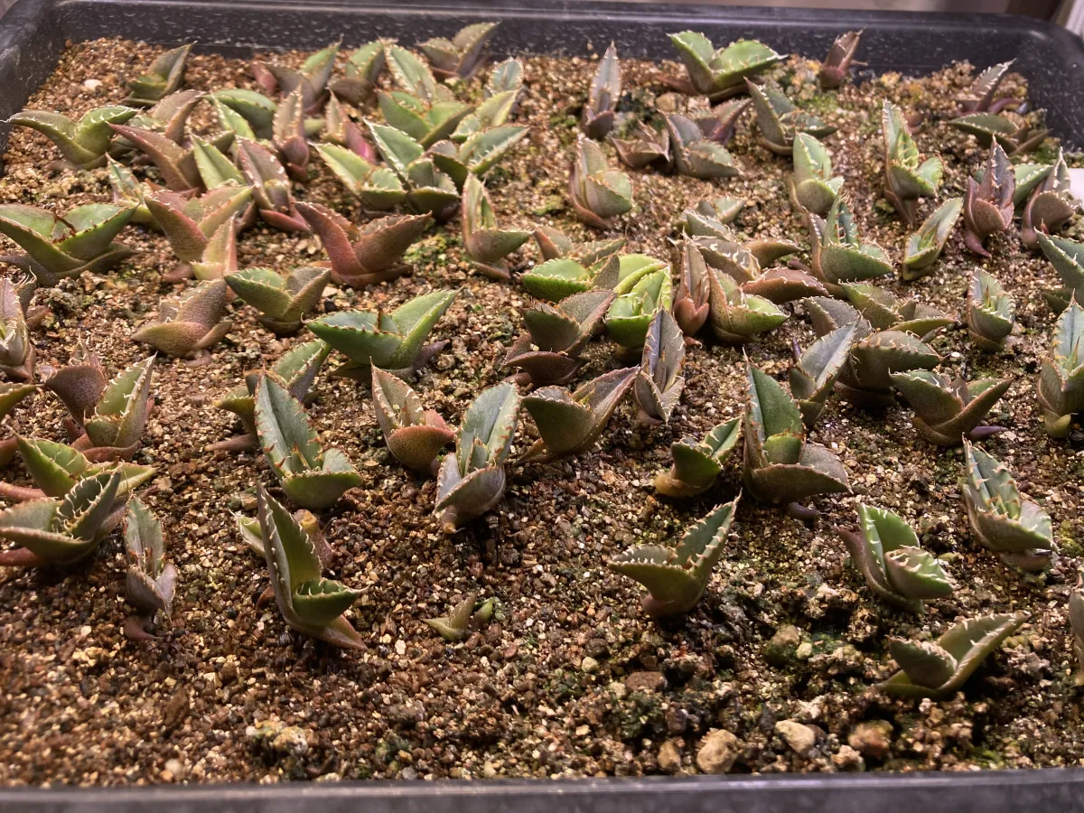 Agave oteroi (アガベ オテロイ)