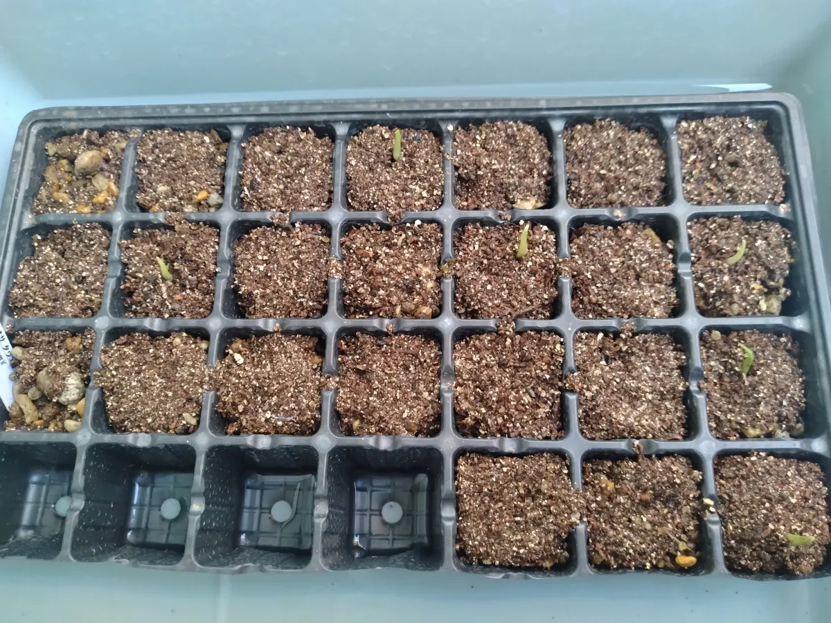 Monstera deliciosa Tauerii (モンステラ タウエリー)