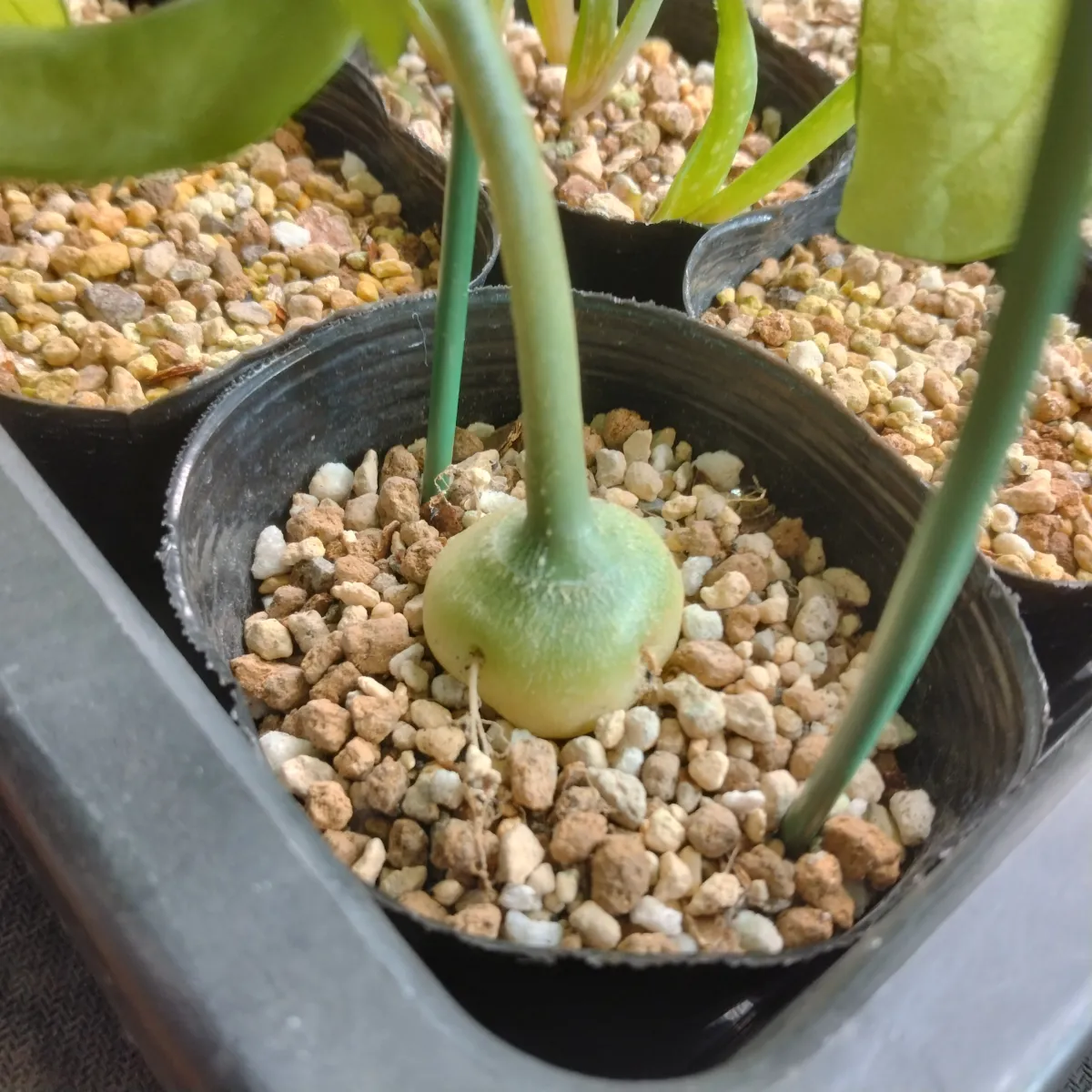 Gerrardanthus macrorhizus (ゲラルダンサス マクロリザス)