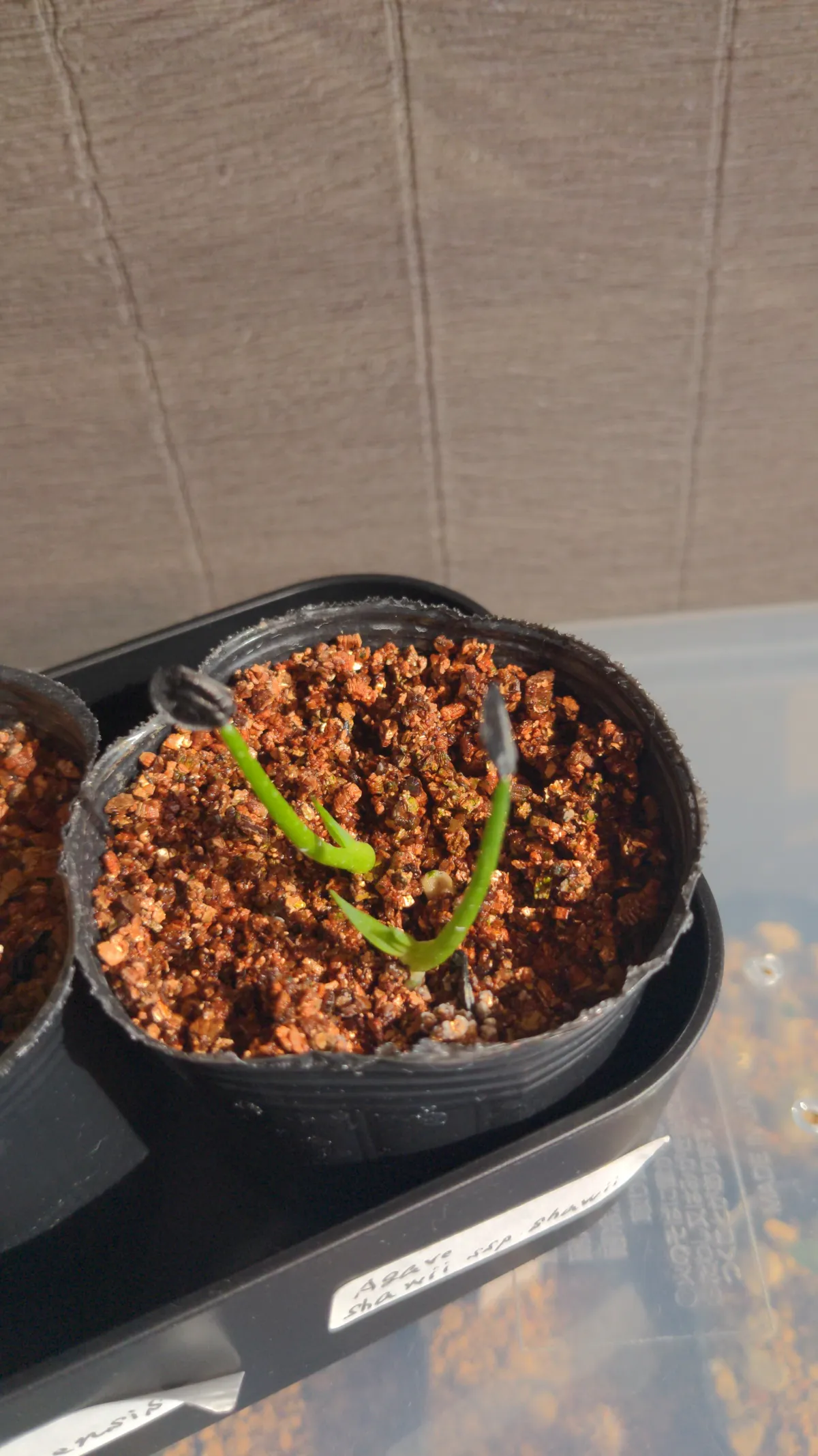 [チャレンジ種子] アガベ シャウィ（発芽難） Agave shawii subsp. shawii (発芽難)