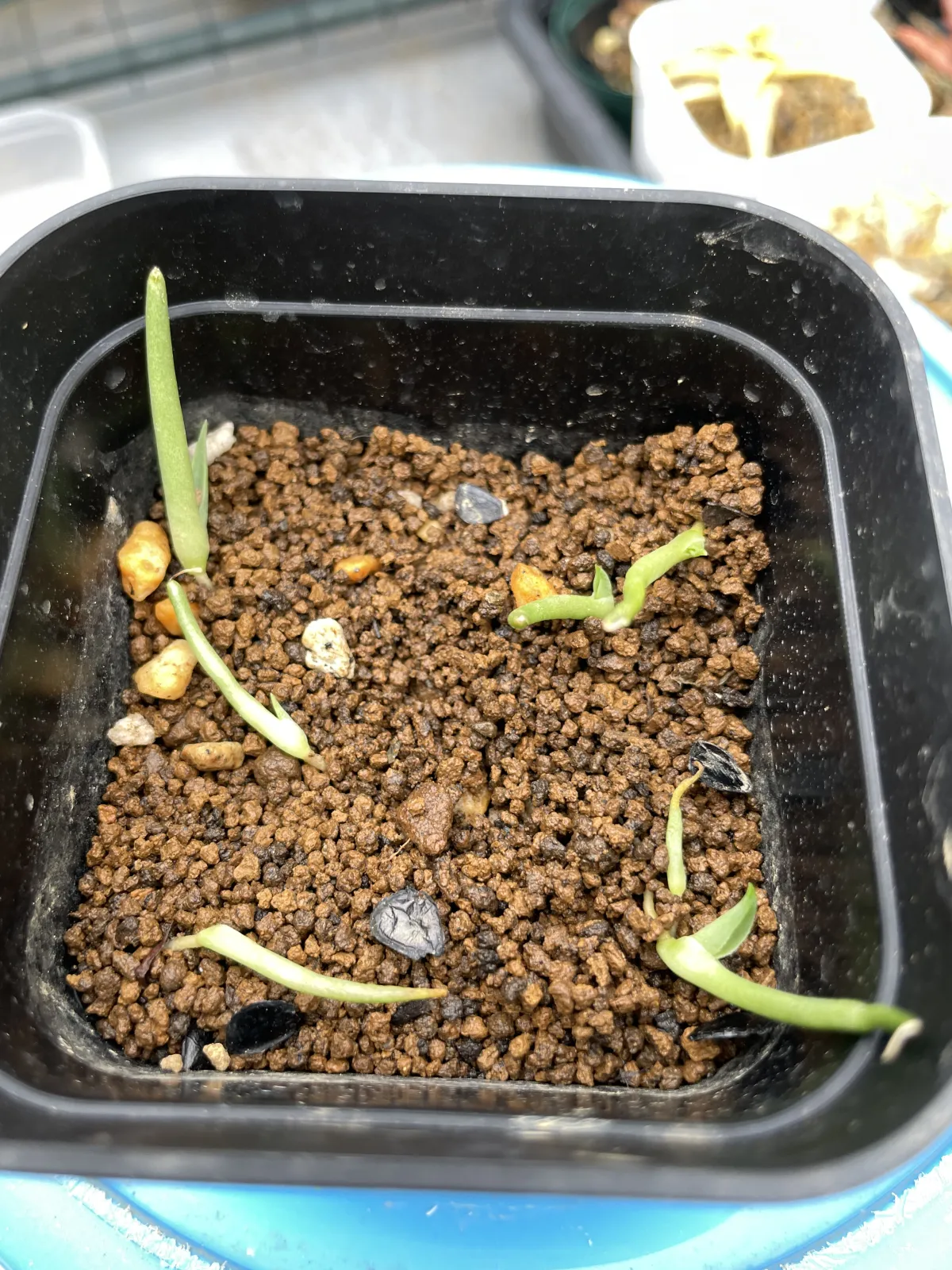 Agave parryi subsp. parryi (アガベ パリー)