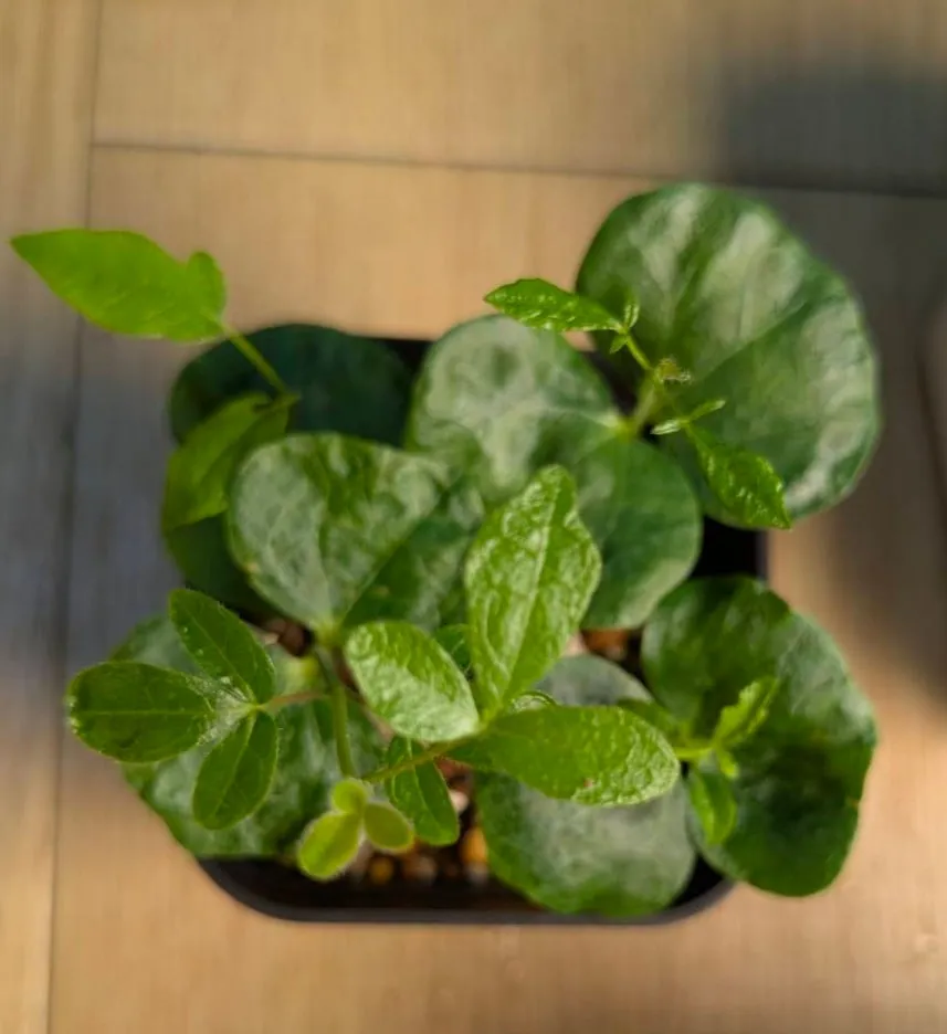 Commiphora Commiphora sp (コミフォラ sp.)