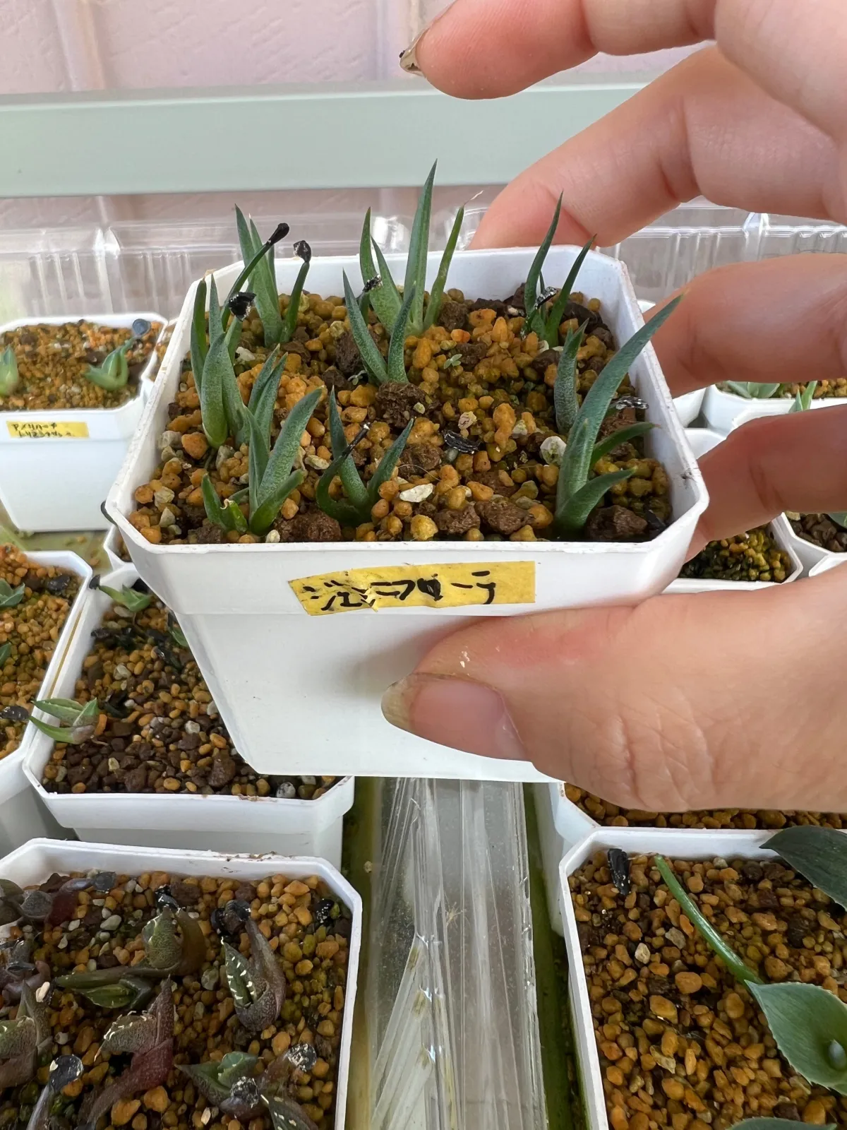 Agave geminiflora (アガベ ジェミニフローラ)