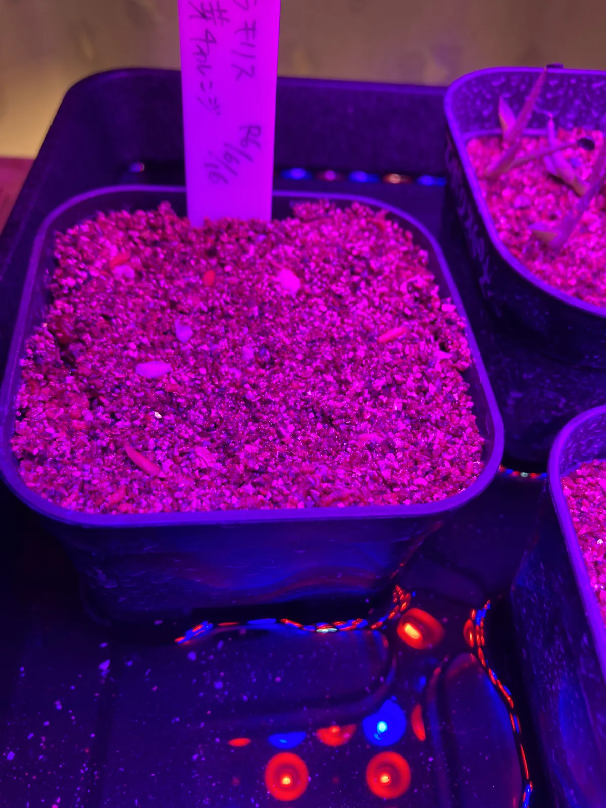 [無料種子] 発芽難 パキポディウム グラキリス　 Pachypodium rosulatum var. gracilius