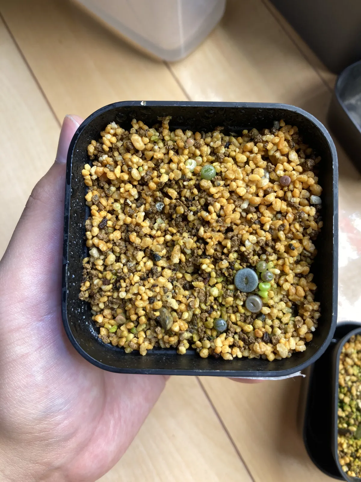 Lithops Mix (リトープス ミックス)