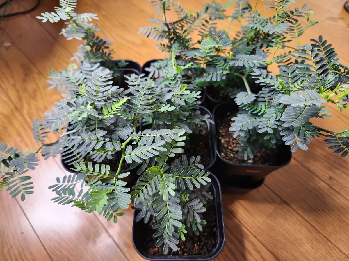 Senna meridionalis (センナ メリディオナリス)