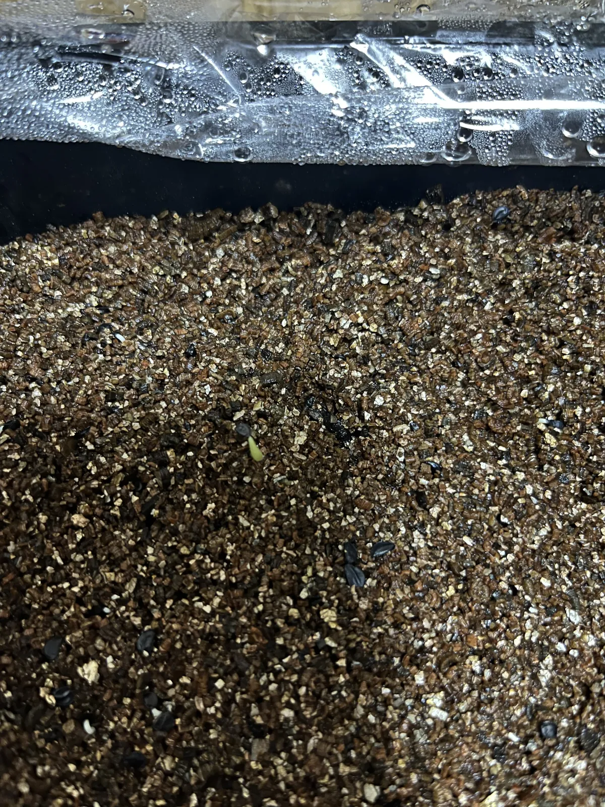 Agave oteroi (アガベ オテロイ)