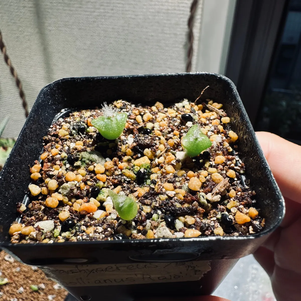 Pachycereus hollianus 'Rojo' (パキセレウス ホリアナス ロホ)