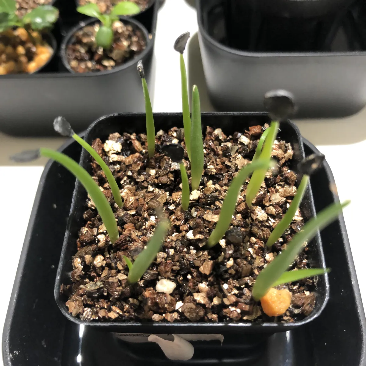 Agave chrysantha 'Giant' (アガベ クリサンサ ジャイアント)