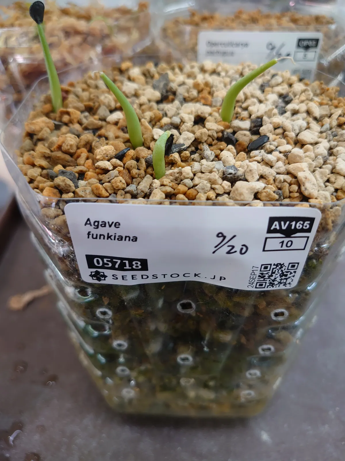 Agave funkiana (アガベ ファンキアナ)