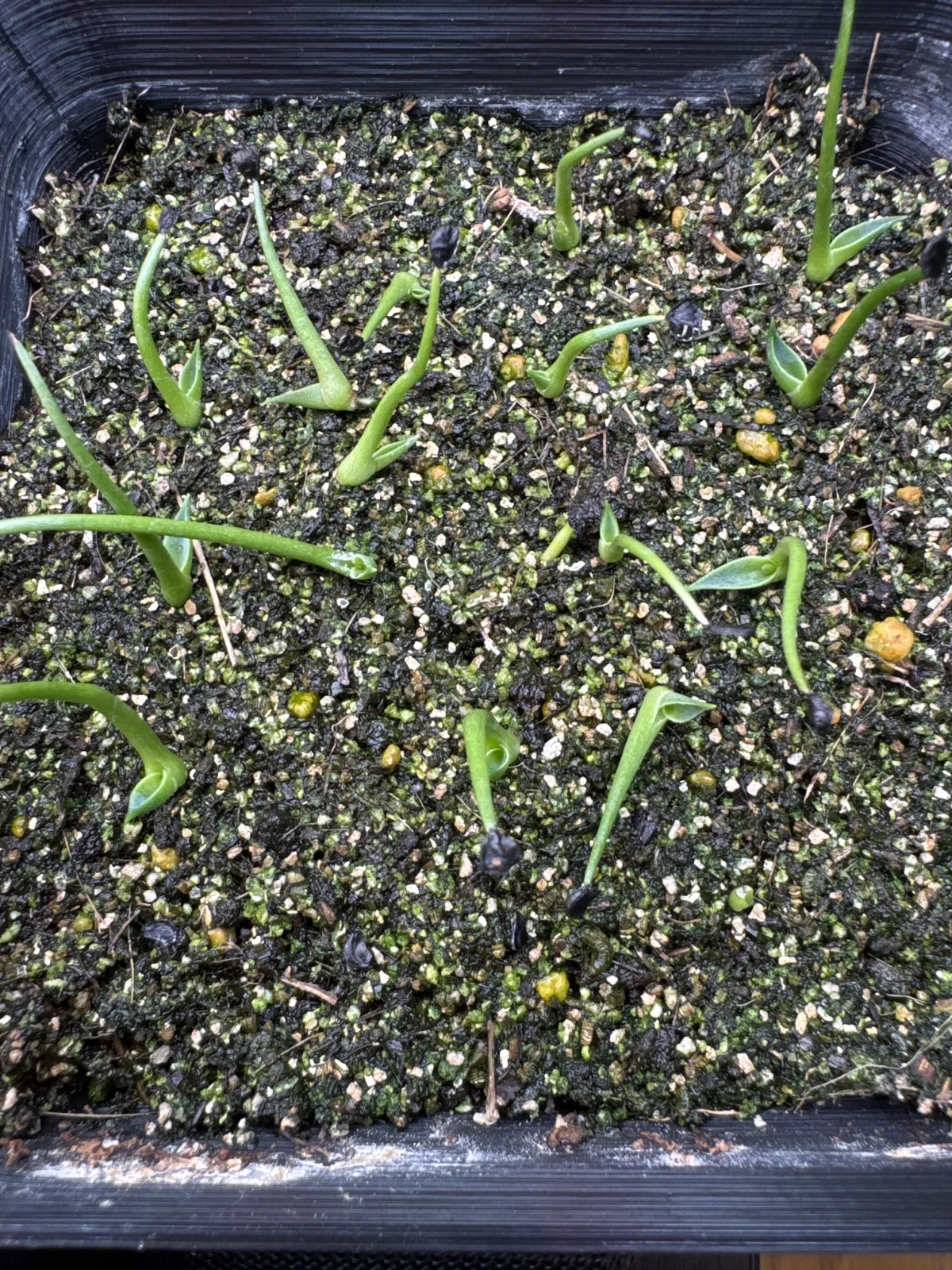 Agave utahensis var. eborispina 'Corkscrew' (アガベ ユタエンシスコークスクリュー)