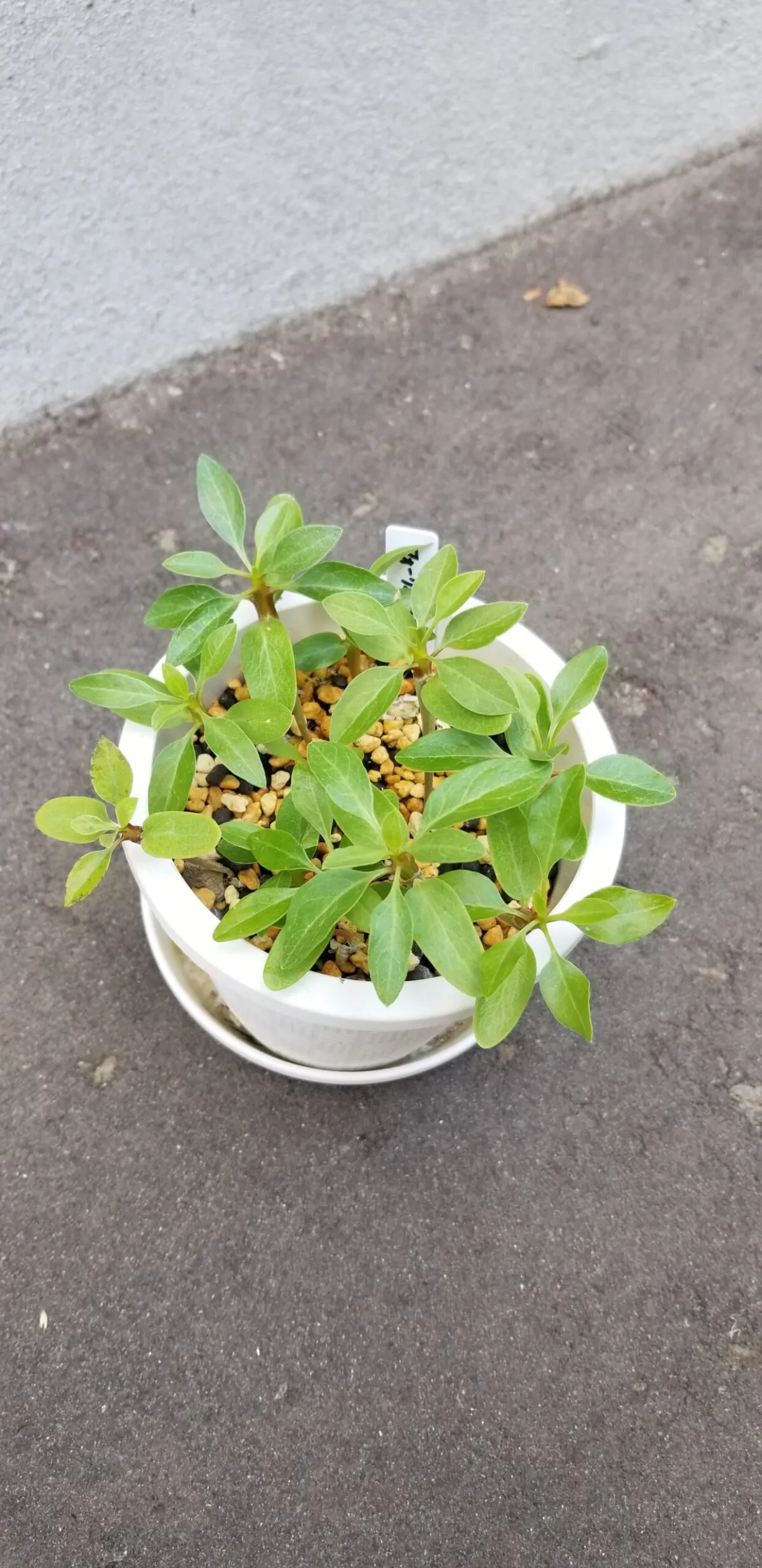 Fouquieria formosa (フォークイエリア フォルモサ)