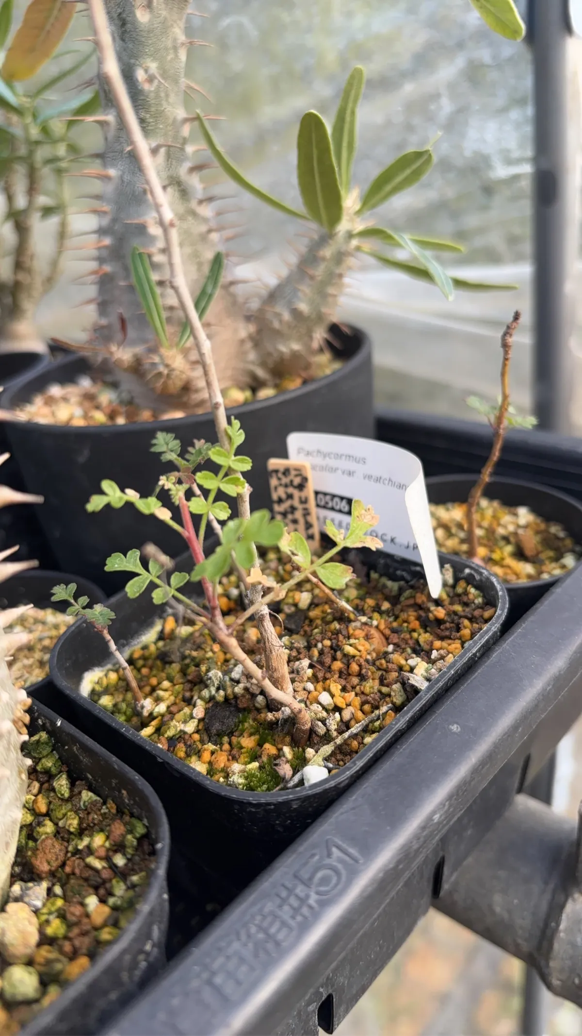 Pachycormus discolor var. veatchianus (パキコルムス ディスカラー ビーチアナス)