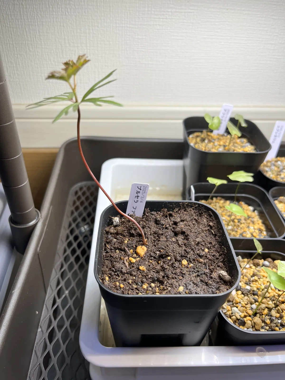 Bursera fagaroides (ブルセラ ファガロイデス)