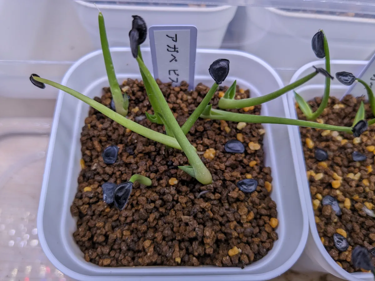 Agave vizcainoensis (アガベ ビスカイノエンシス)