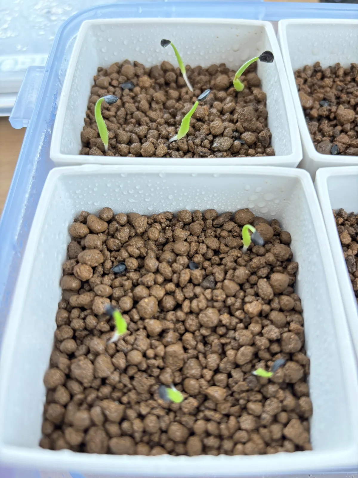 Agave utahensis var. eborispina (アガベ エボリスピナ)