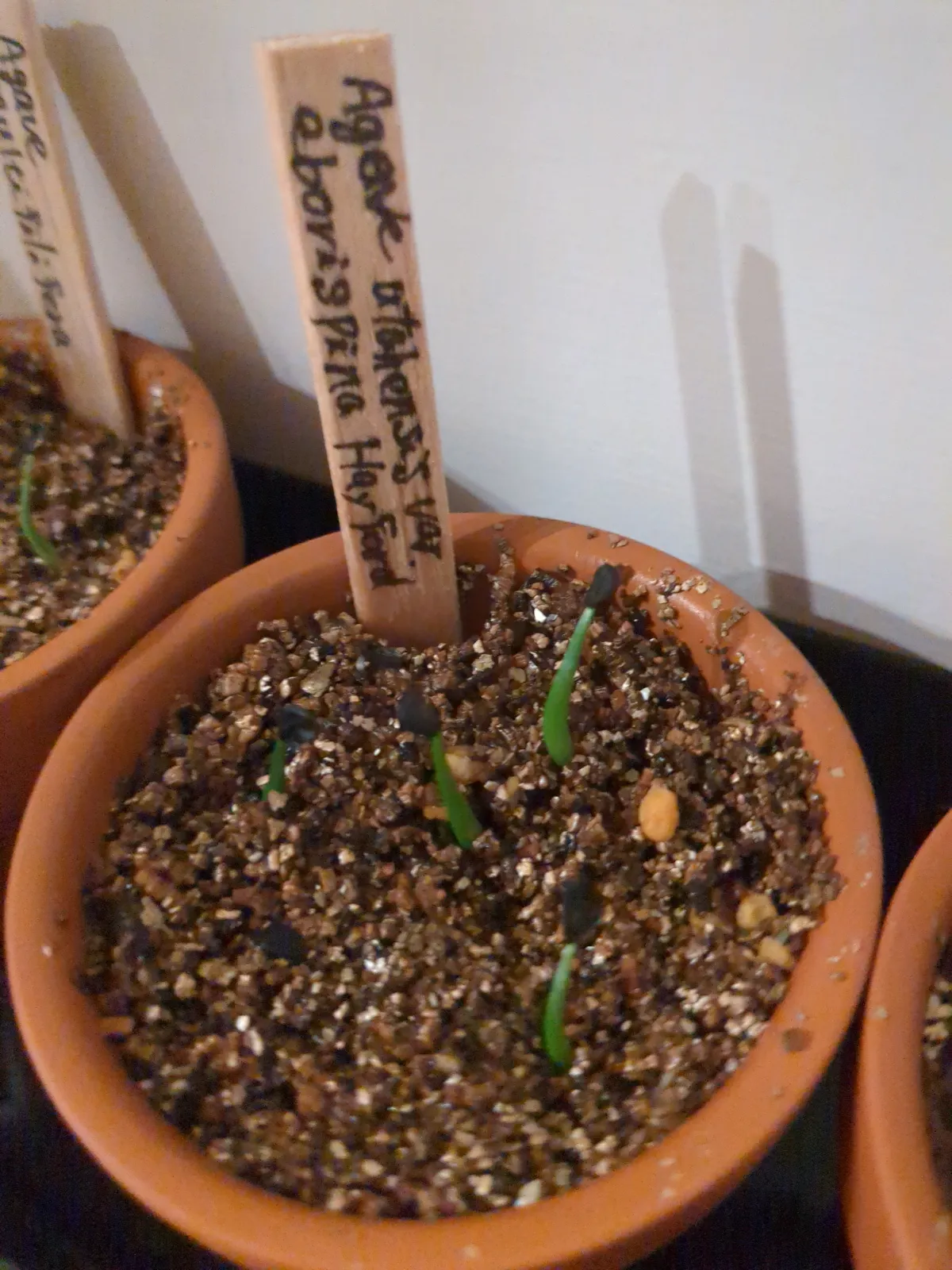 Agave utahensis var. eborispina 'Hayford' (アガベ エボリスピナ ヘイフォード)