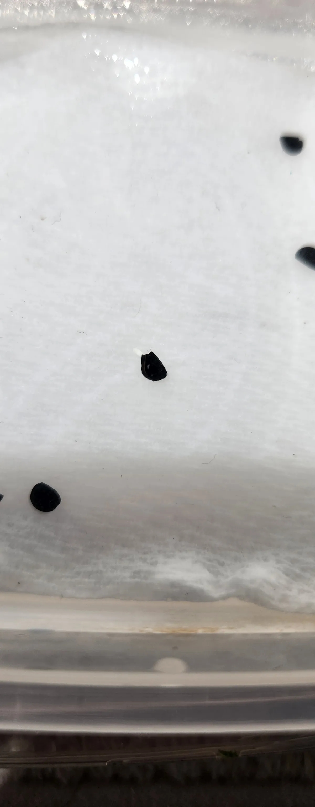 Agave titanota 'Blue' (アガベ チタノタブルー)