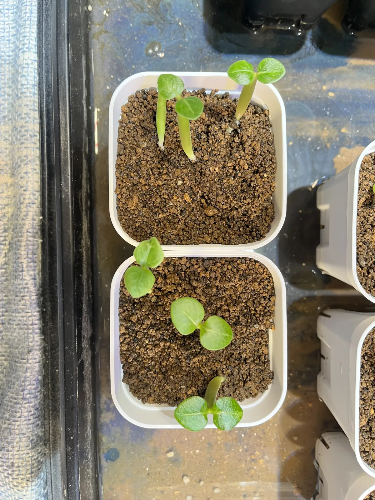 Adenium obesum subsp. obesum Black Gold Crown (アデニウム black gold crown)