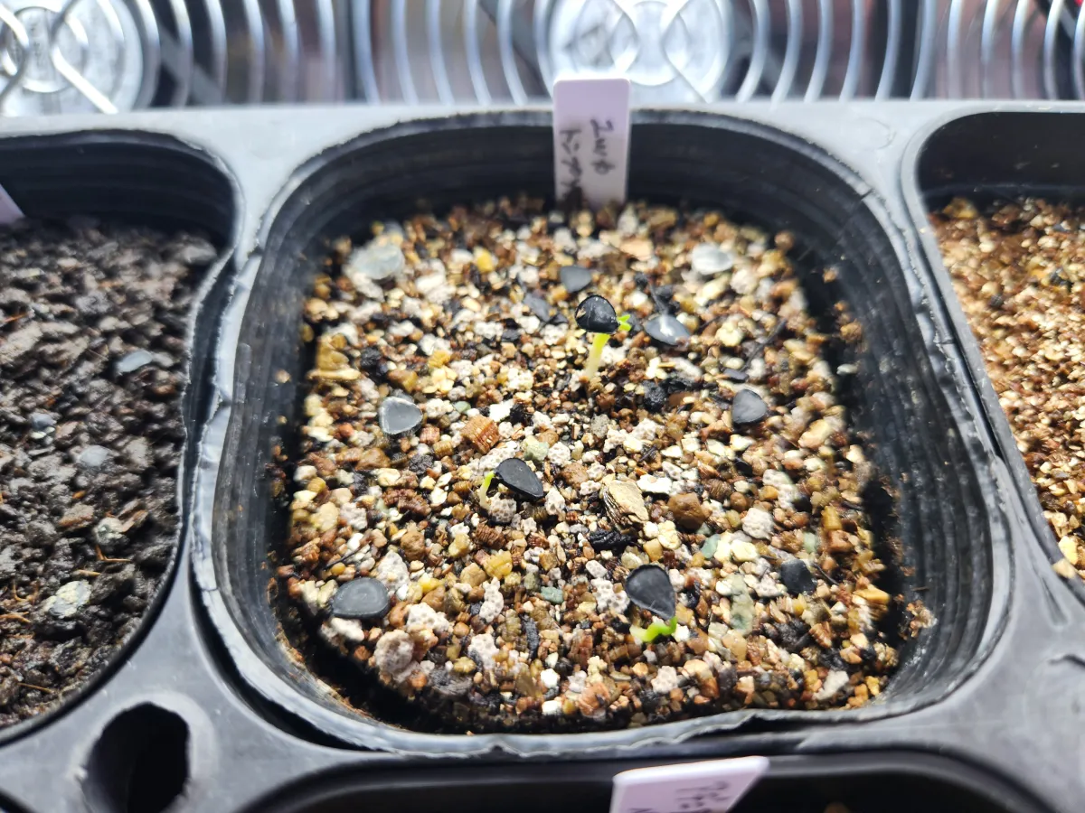 Yucca thompsoniana (ユッカ トンプソニアーナ)