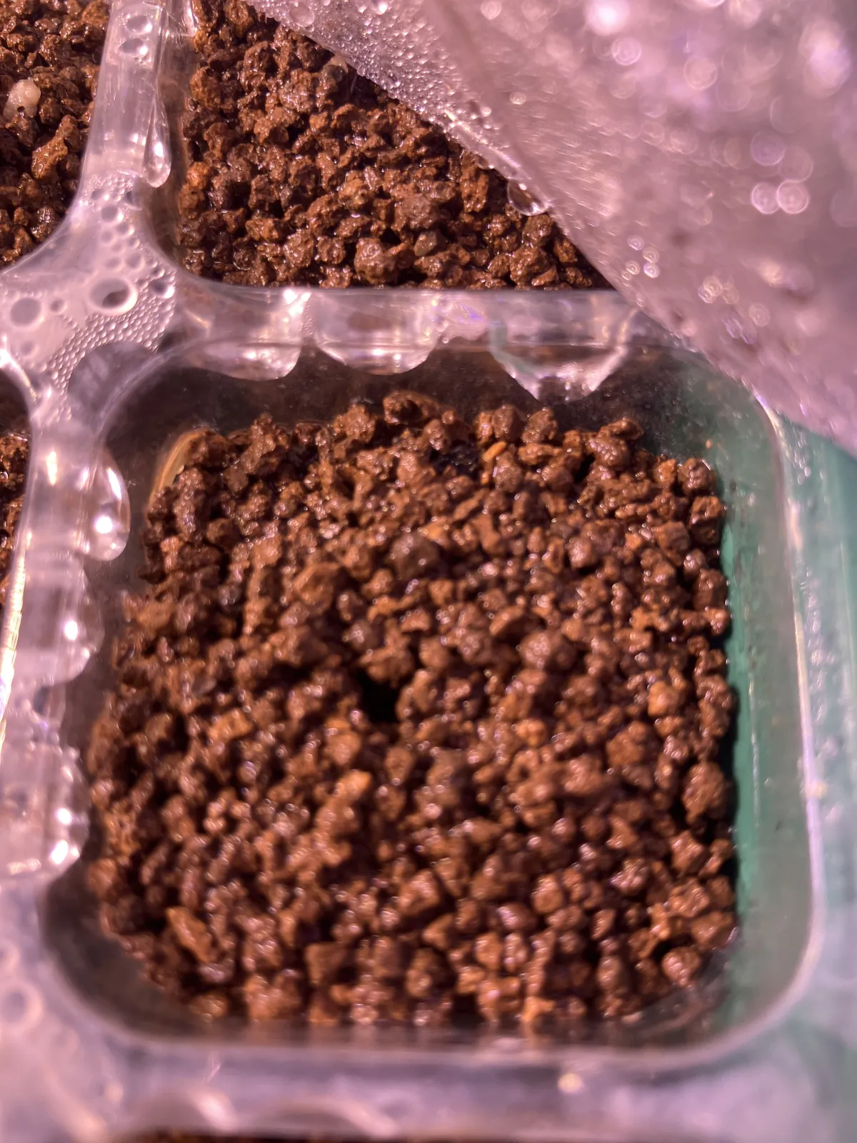 Pachypodium rosulatum (パキポディウム ロスラーツム)