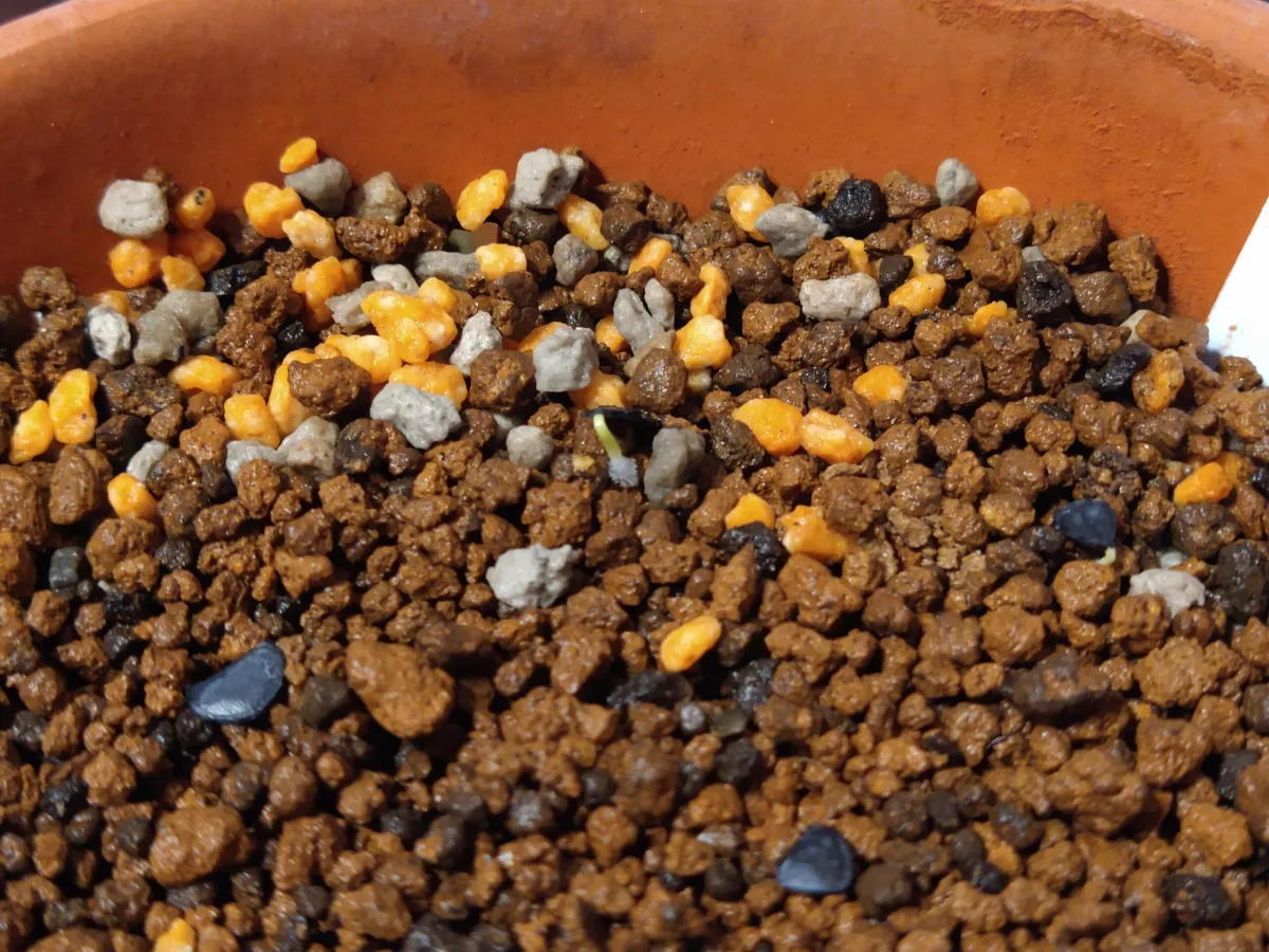 Agave seemanniana (アガベ ピグマエア)