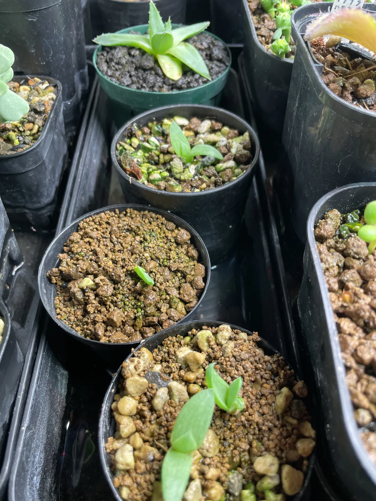 Aloe polyphylla (アロエ ポリフィラ)