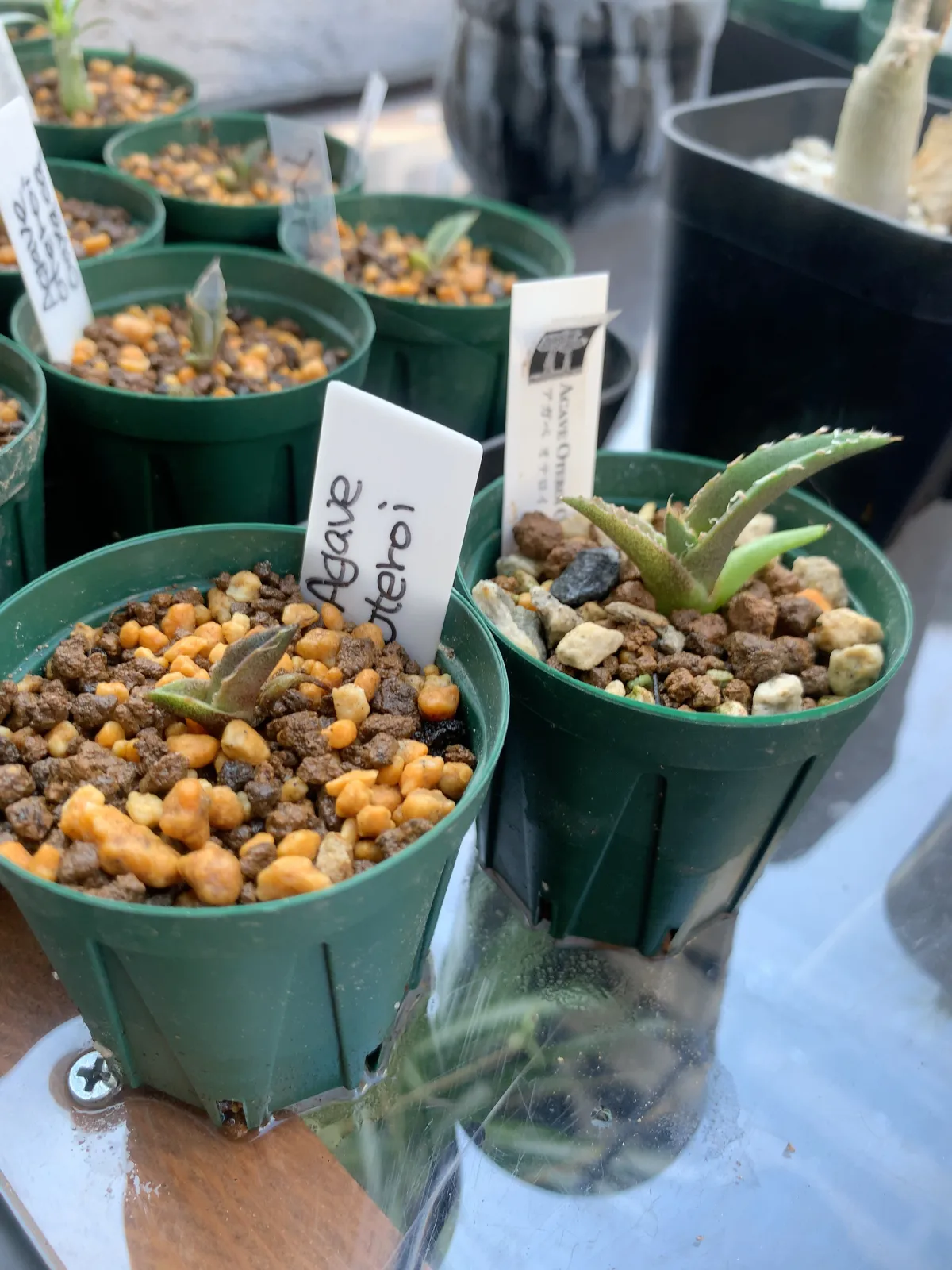 Agave oteroi (アガベ オテロイ)