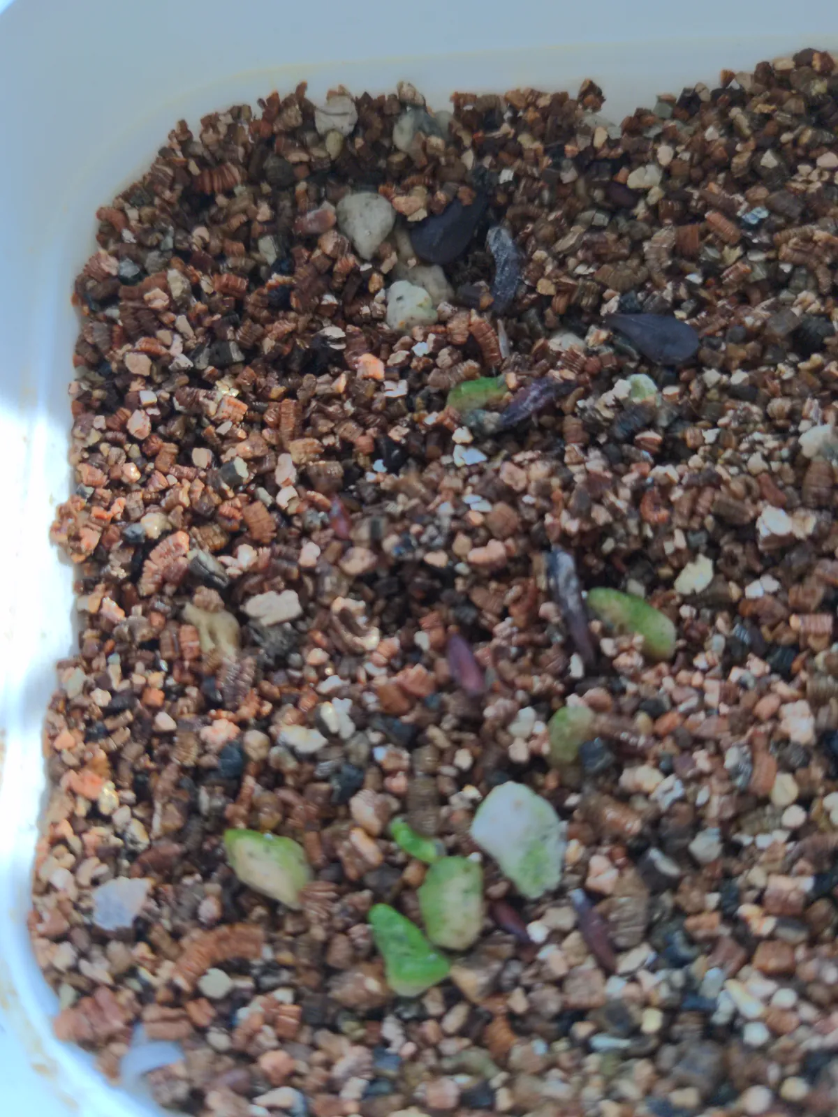 [無料種子] 発芽難 パキポディウム グラキリス　 Pachypodium rosulatum var. gracilius