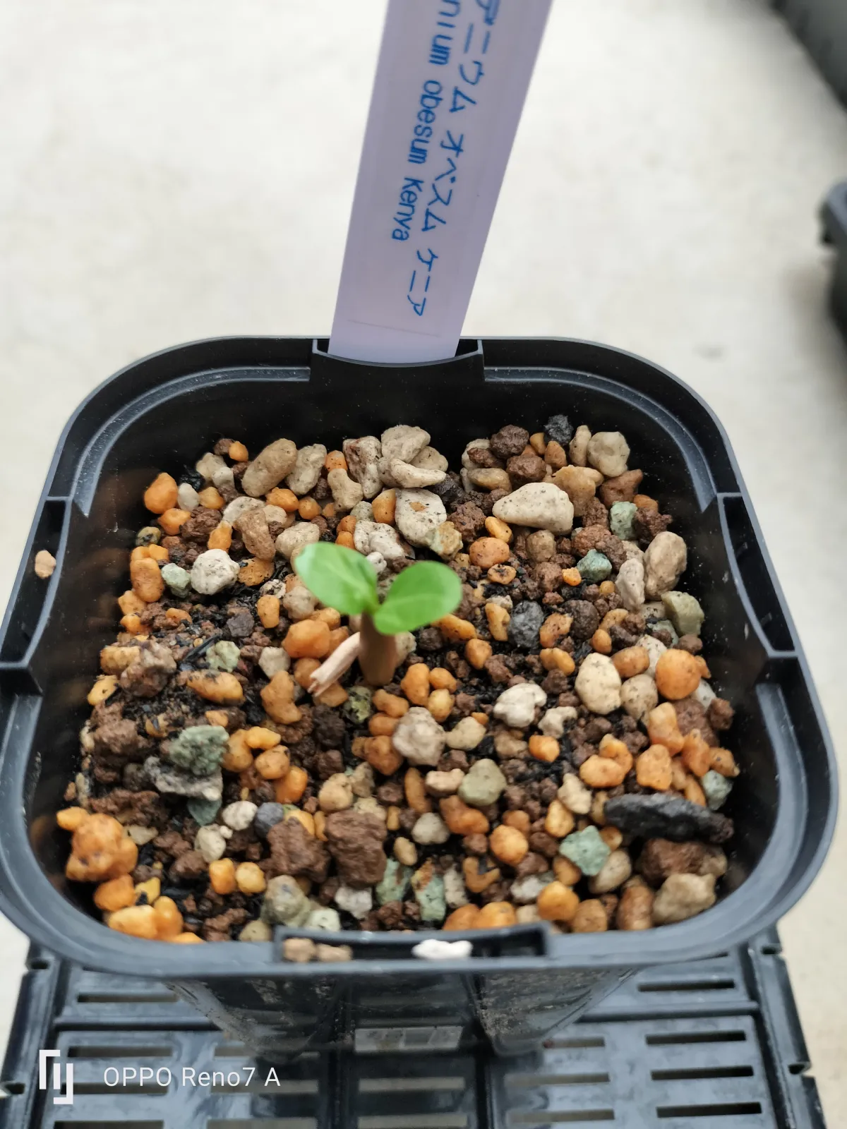 Adenium obesum Kenya (アデニウム オベスム ケニア)