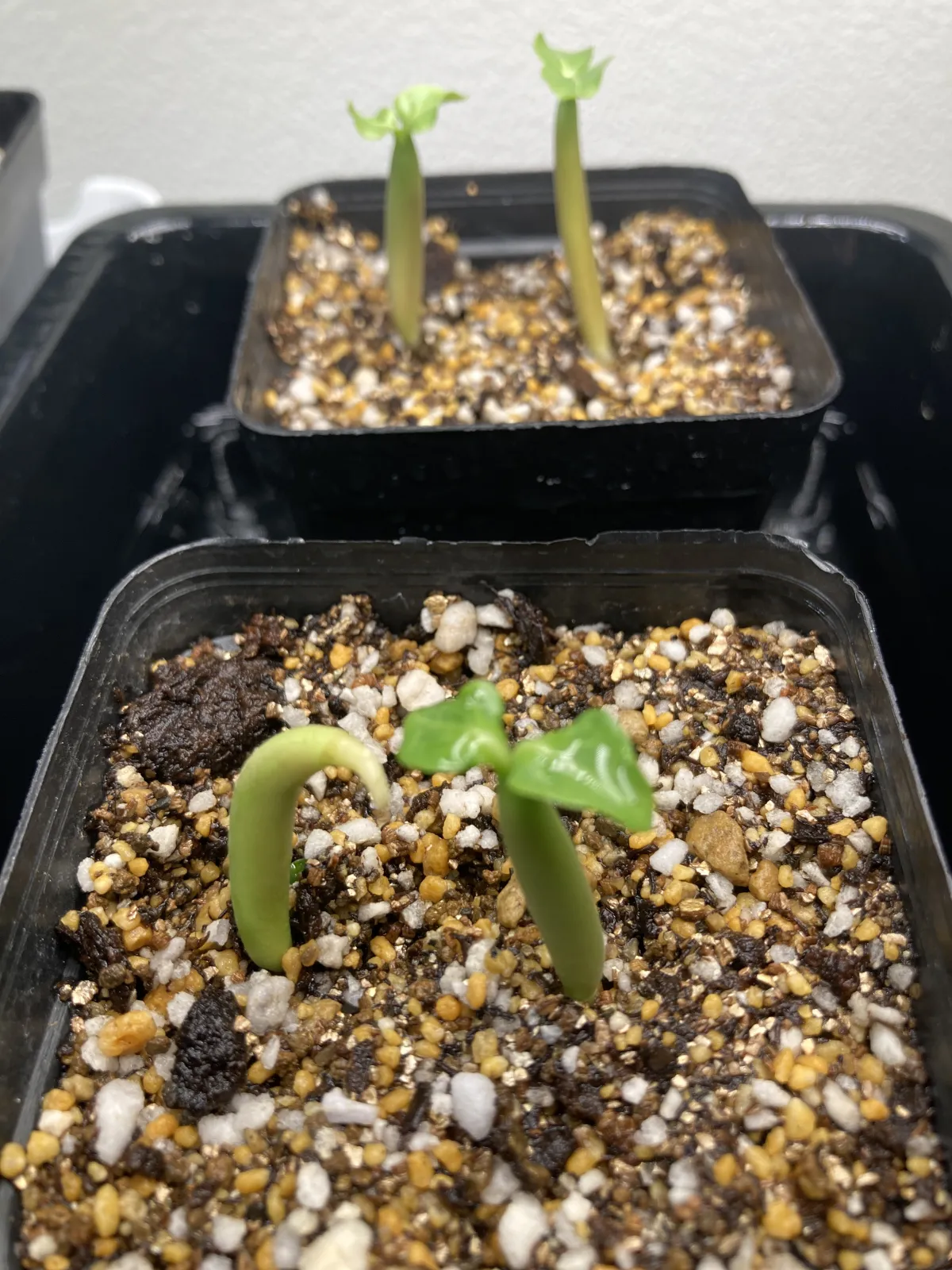 Adenium arabicum 'Black Skin' (アデニウム ブラックドラゴン)