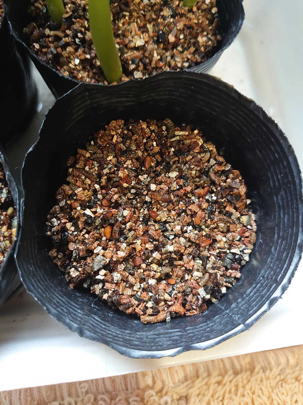 Pachypodium densiflorum var. densiflorum (パキポディウム デンシフローラム)